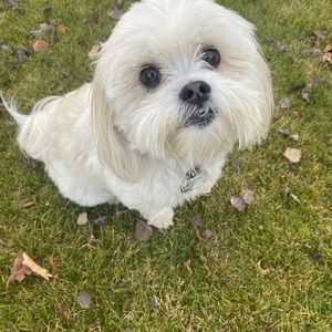 Meet your Posher, Amaya